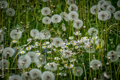 Fototapeta Naklejka Na Ścianę i Meble -  Pusteblumen