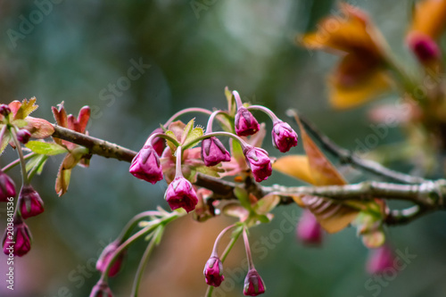 pink blossom