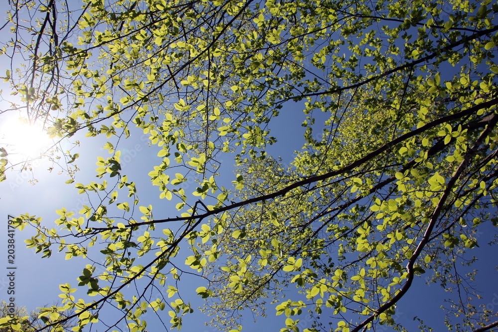 Green leaves with blue sky in the background