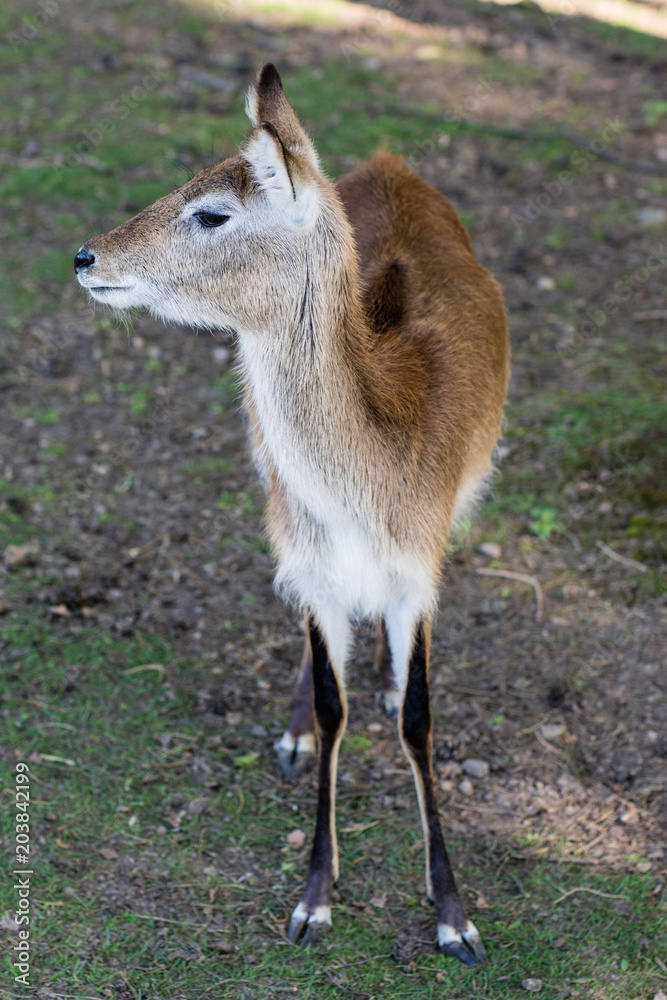 Antelope in the zoo. An African animal locked in a cage. Antelope in the zoo. An African animal locked in a cage.