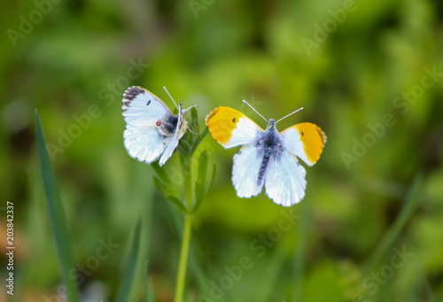 a pair of orange tip butterflies © carina