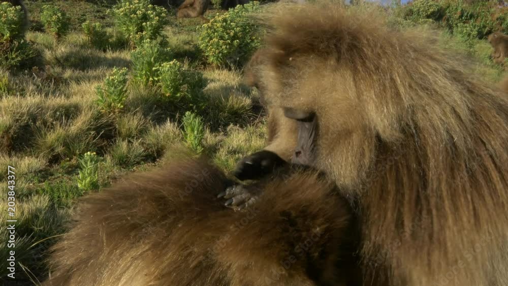 custom made wallpaper toronto digitalGelada baboons checking each other for fleas, gimbal shot

They have a bright red breast why they are also called " bleeding hearts monkey", are solely vegetarian and very social. 