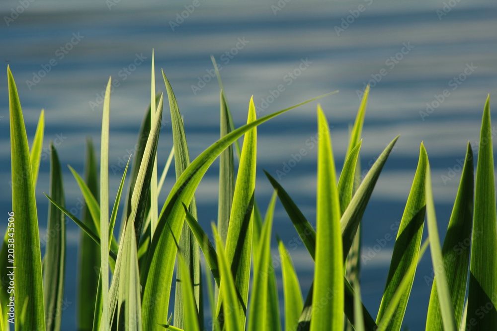 Obraz premium Grass beside the lake