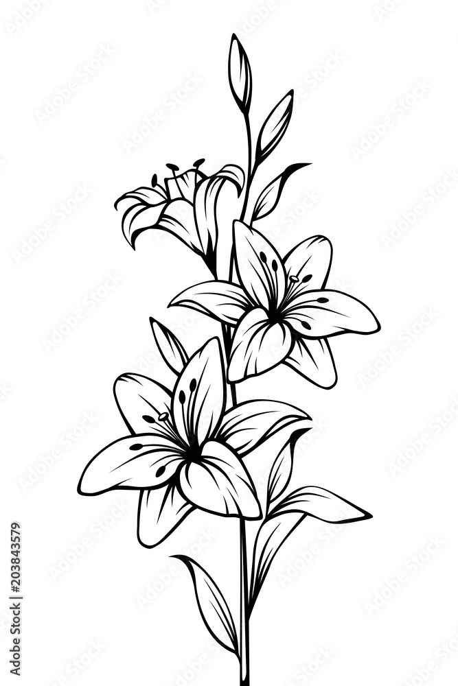 Fototapeta premium Vector black and white contour drawing of lily flowers.