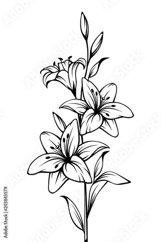 Fototapeta Naklejka Na Ścianę i Meble -  Vector black and white contour drawing of lily flowers.