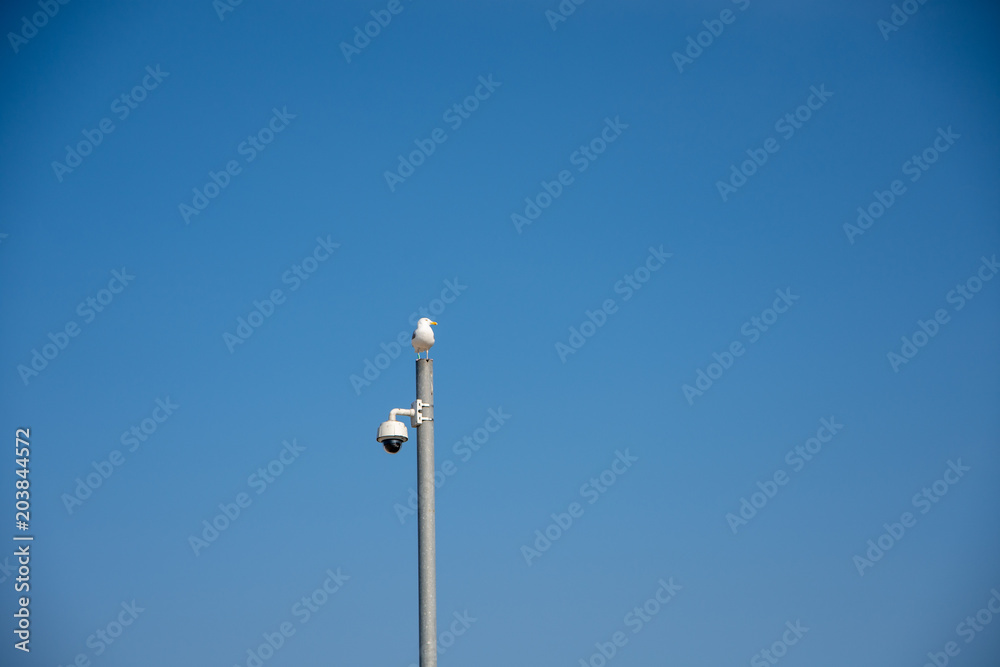 seagull sitting on the camera. Blue background and text space seagull sitting on the camera. Blue background and text space