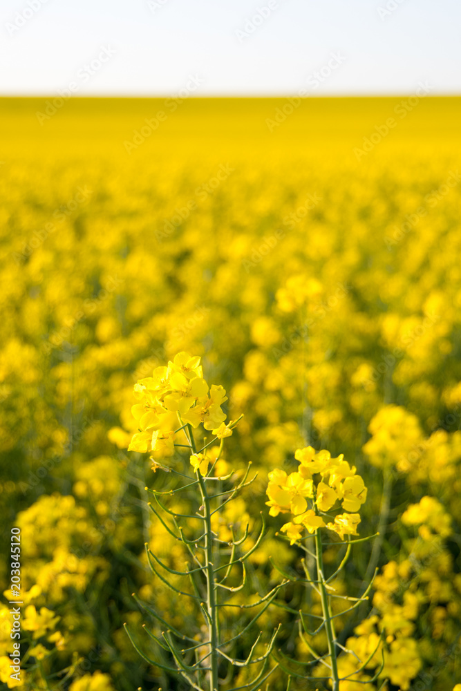 Infinite field of rapeseed, Nezamyslice, Moravia, Czech Rebublic