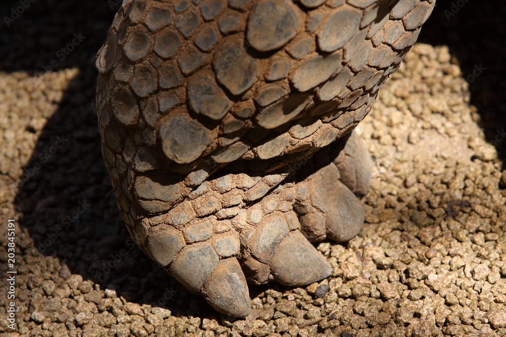 Aldabra-Riesenschildkröte Aldabra-Riesenschildkröte