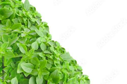 A photo of fresh basil leaves isolated on white. Place for text, copyspace.