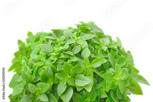 A photo of fresh basil leaves isolated on white. Place for text, copyspace.