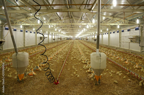 Фотография Indoors chicken farm, chicken feeding
