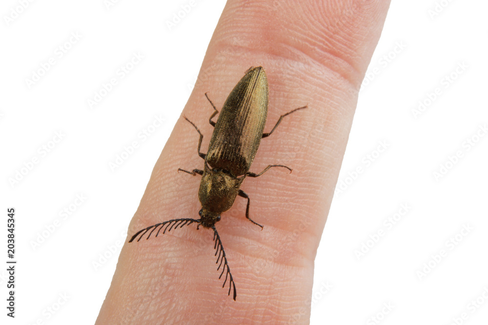 Obraz premium Click beetle (Ctenicera pectinicornis) on a white background