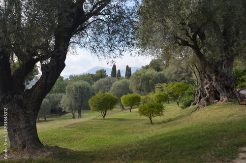 Countryside and Trees in Cagnes 1