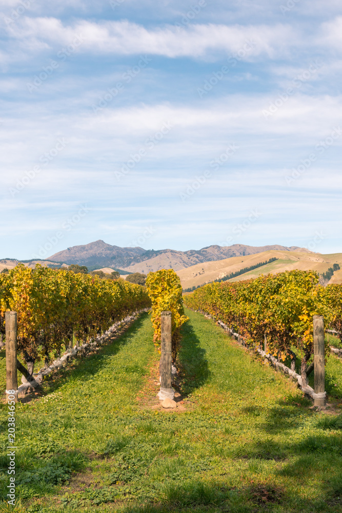 New Zealand vineyard landscape in autumn colours with copy space