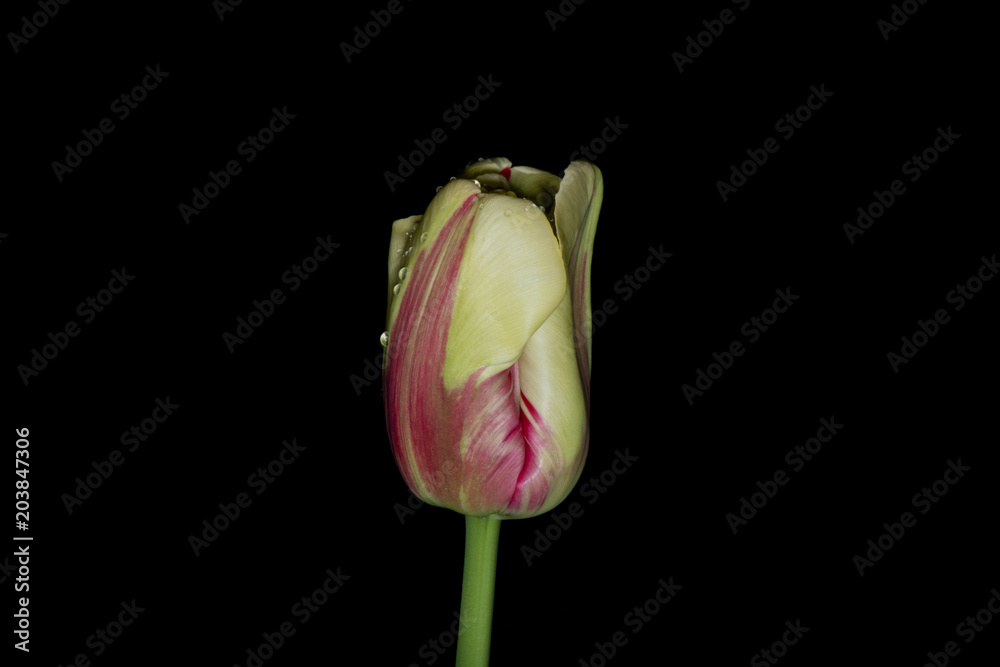 Solo Tulip bud on Black Background