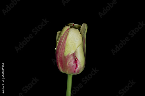 Obraz na płótnie Solo Tulip bud on Black Background w salonie