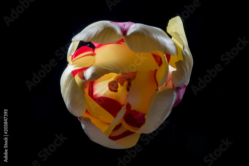 Tulip from the Top