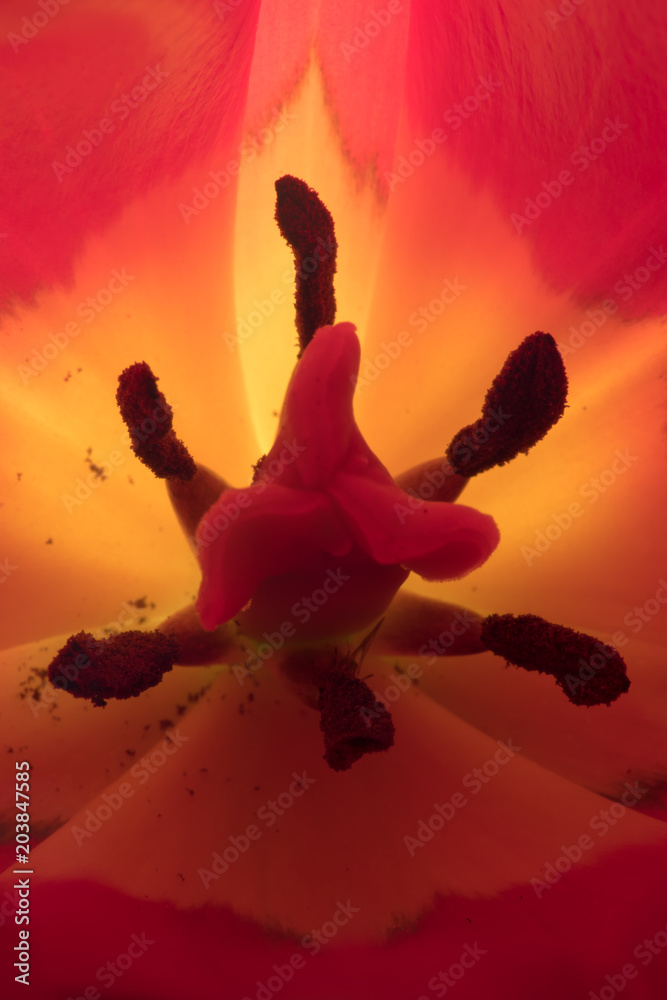 Glowing Stamen
