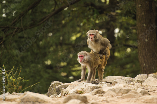 Monkeys during copulation. A couple of macaques are having sex in the middle of a green forest in Dharamshala  Himachal Pradesh  India.