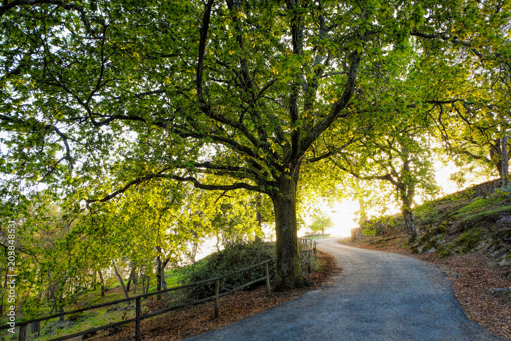 sunset sunlight over green forest spring summer sunset sunlight over green forest spring summer