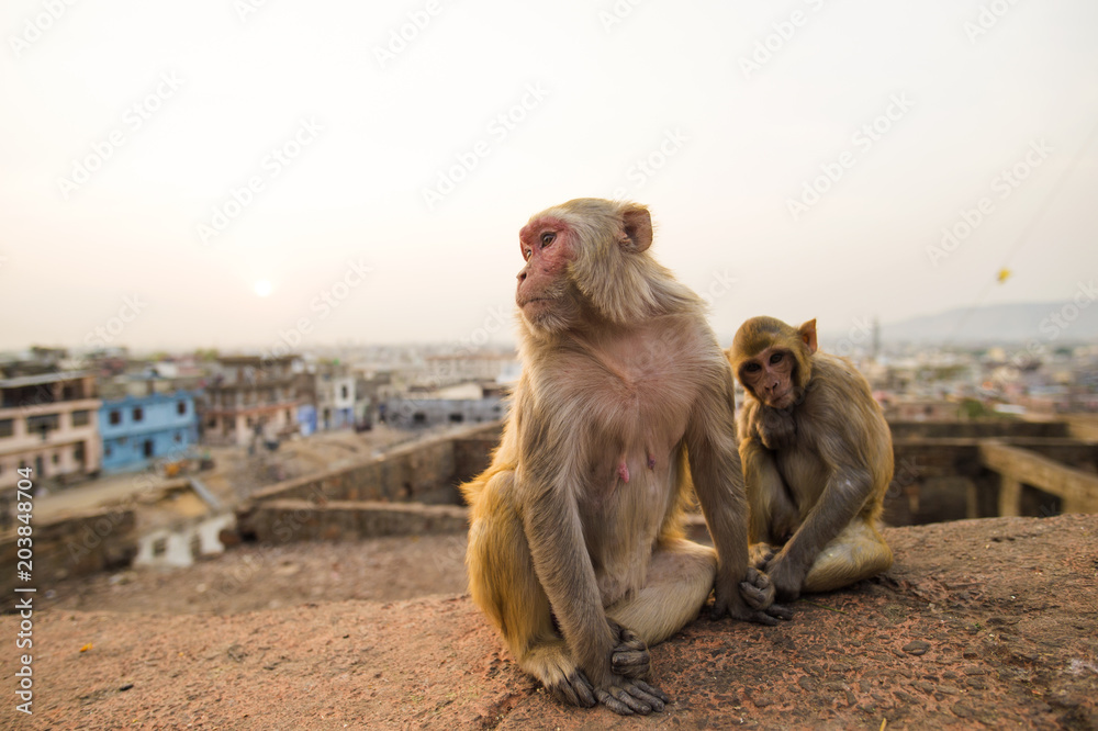 The monkey gate hi-res stock photography and images - Alamy