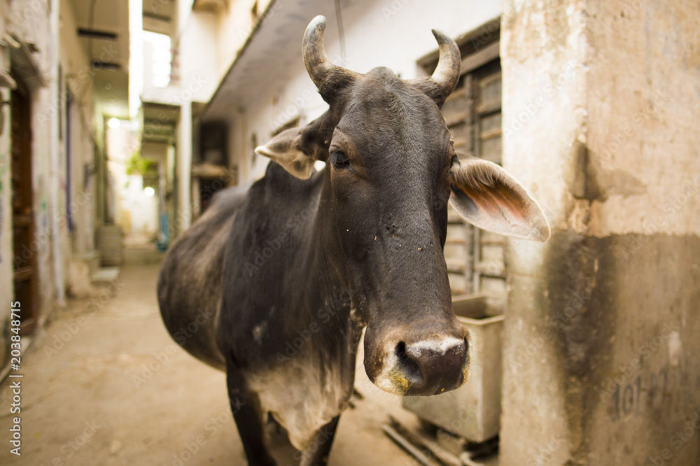Portrait of a black cow walking quietly among the alleys of Varanasi, India. Portrait of a black cow walking quietly among the alleys of Varanasi, India.