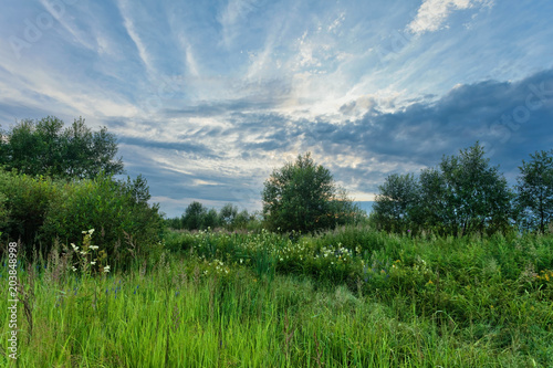 Summer field under gloomy sky