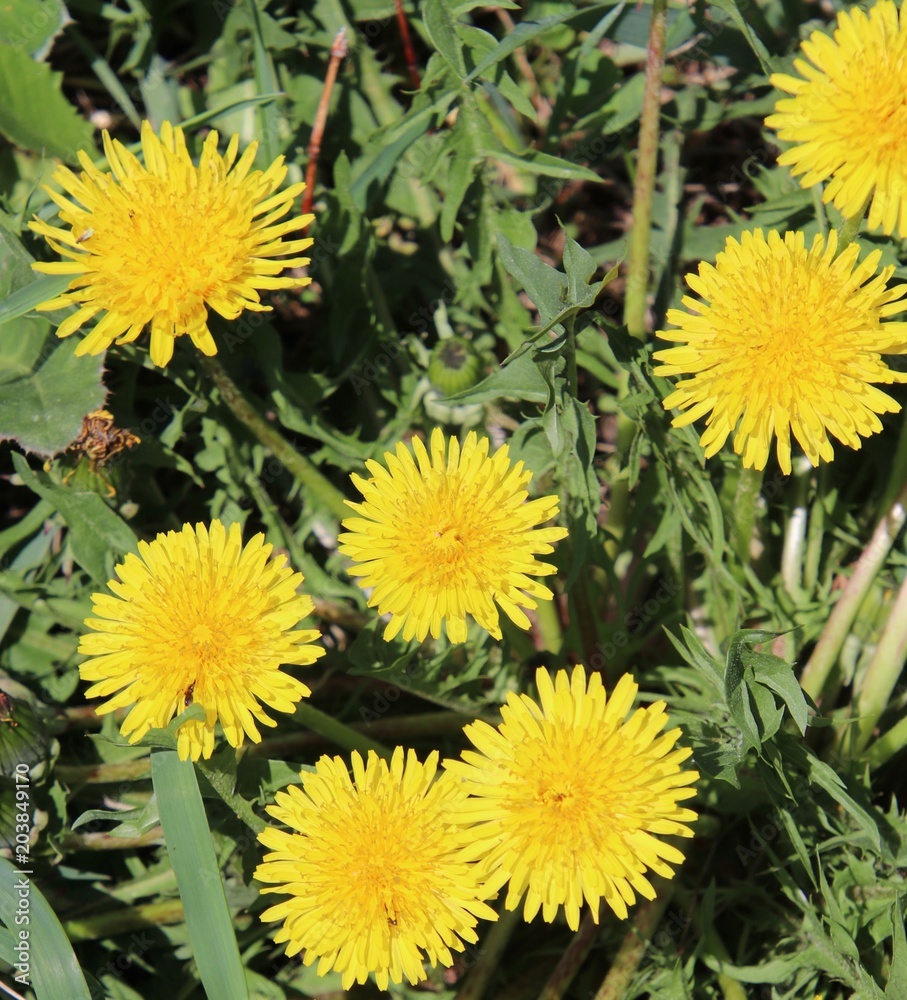 Yellow Dandelions Yellow Dandelions