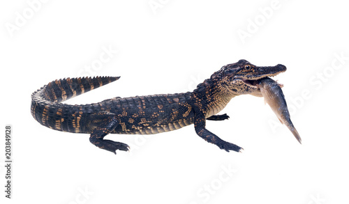 A young American alligator with fish in his teeth. Isolated on white background © Irina K.
