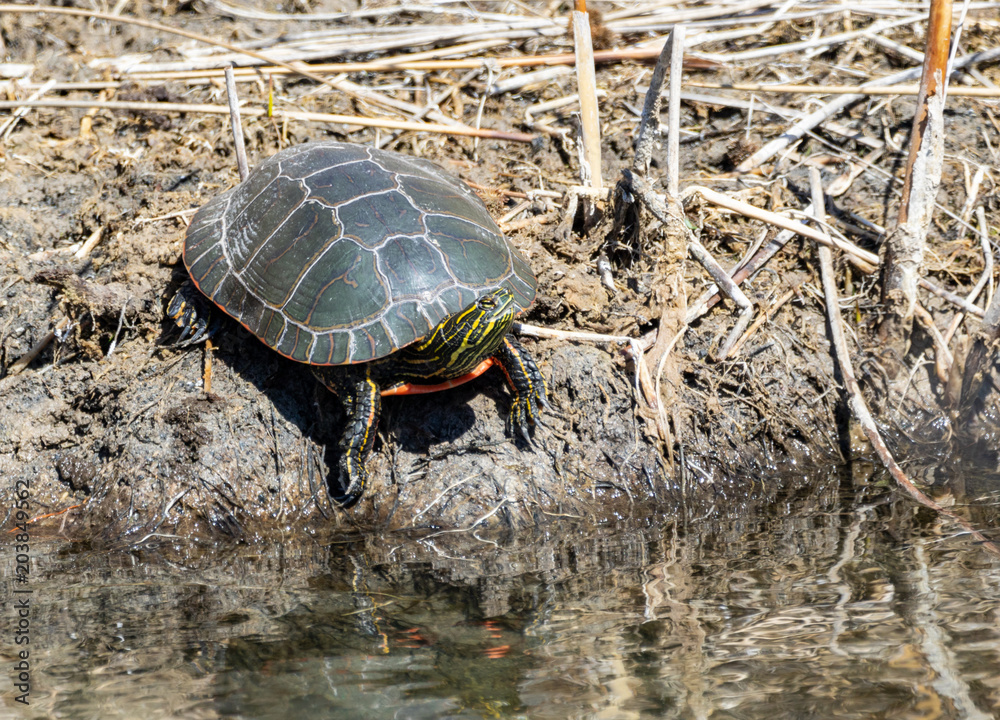 Obraz premium Painted Turtle