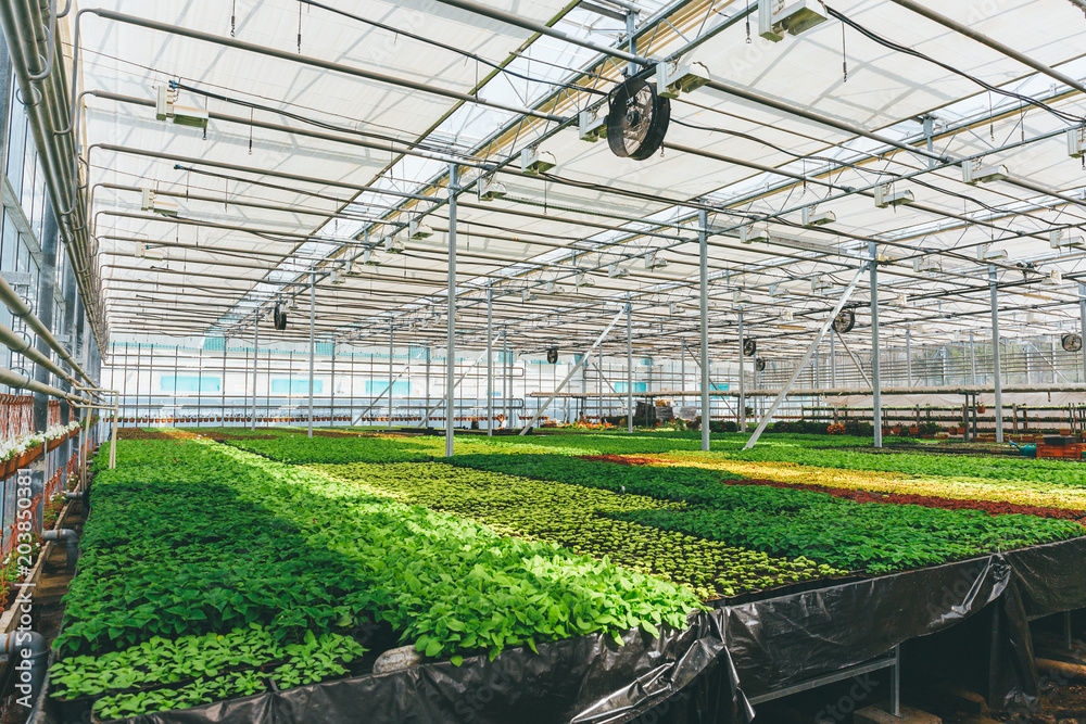 Ornamental plants and flowers grow for gardening in modern hydroponic greenhouse nursery or glasshouse, industrial horticulture