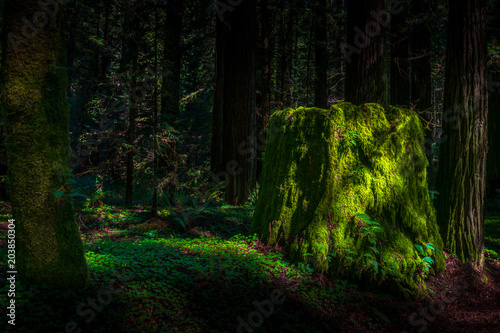 Old Tree Stump photo