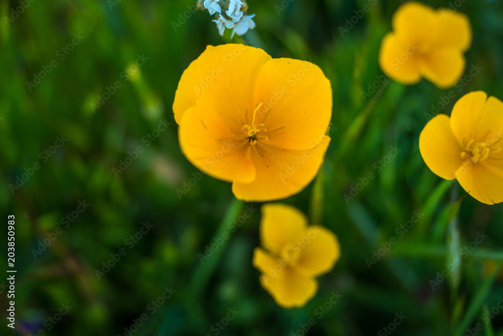 Obraz premium Wild Flowers 