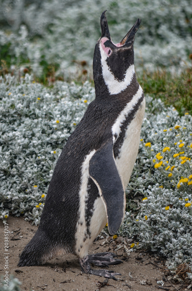 Obraz premium Magellan Penguin at the Cerro Otway colony, Punta Arenas, Chile