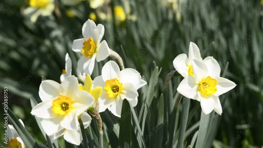 flowerbed with daffodils in the spring garden, to the sounds of a Nightingale. flowerbed with daffodils in the spring garden, to the sounds of a Nightingale.