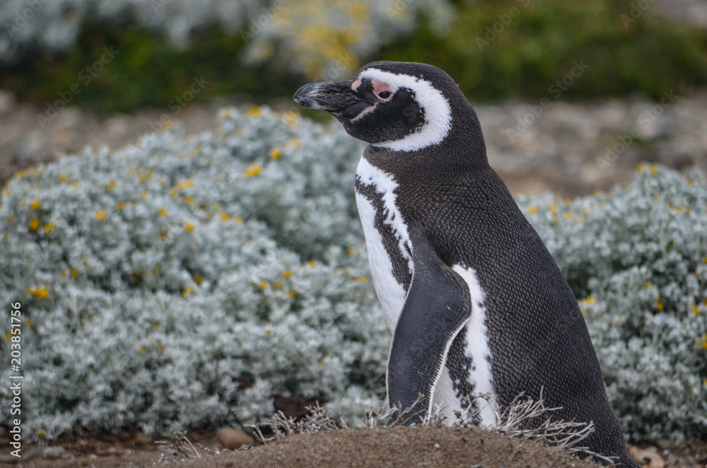 Obraz premium Magellan Penguin at the Cerro Otway colony, Punta Arenas, Chile