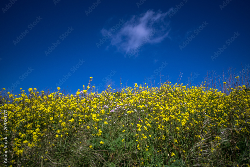 Fototapeta premium Wild Mustard