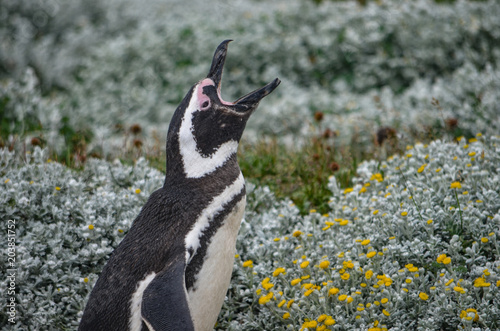 Magellan Penguin at the Cerro Otway colony, Punta Arenas, Chile