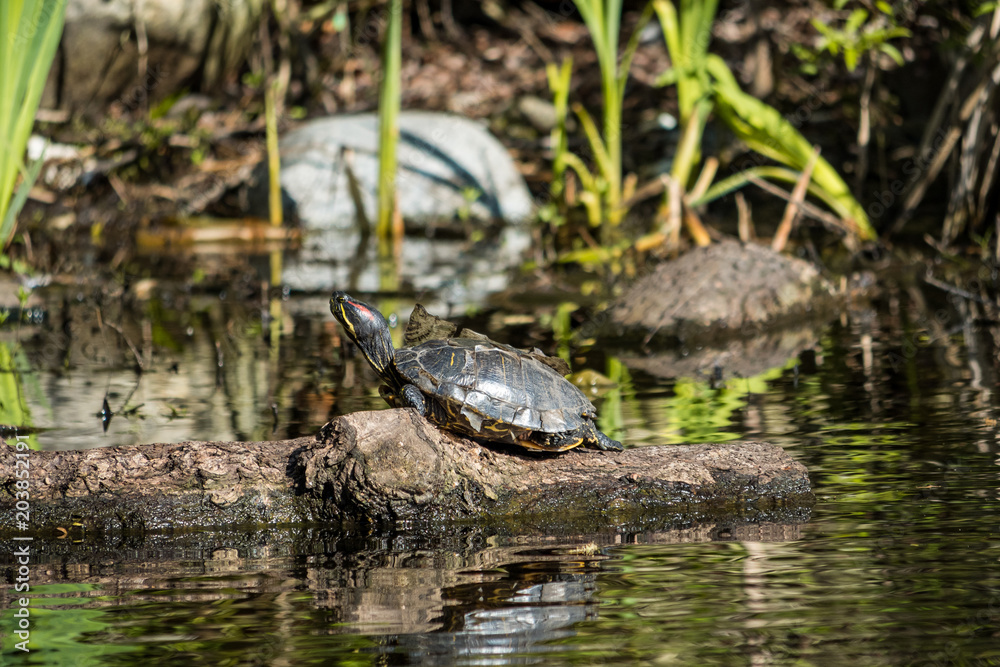 turtle sun bathing under the sun on a floating wood in the pond turtle sun bathing under the sun on a floating wood in the pond