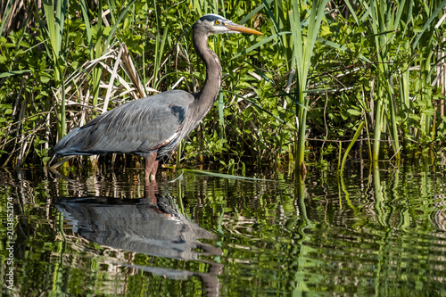 great blue heron fishing in the pond besides long grasses with reflection on the water surface