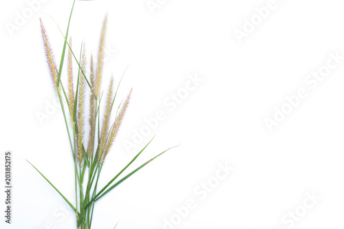 flower grass on white background