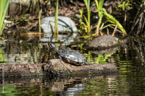turtle sun bathing under the sun on a floating wood in the pond