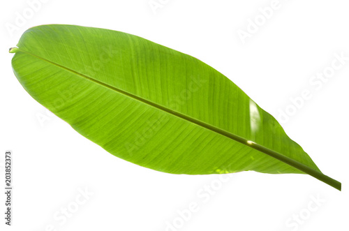 Tree Banana Leaf Isolated On White / clipping path