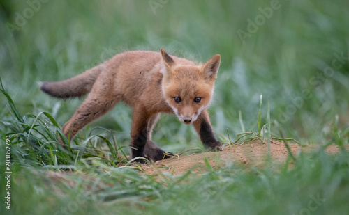 Red Fox Kit © Harry Collins