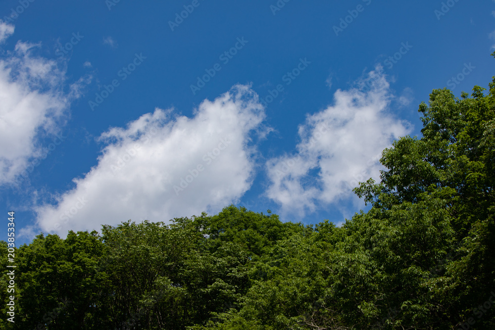 初夏の森と青空と白い雲