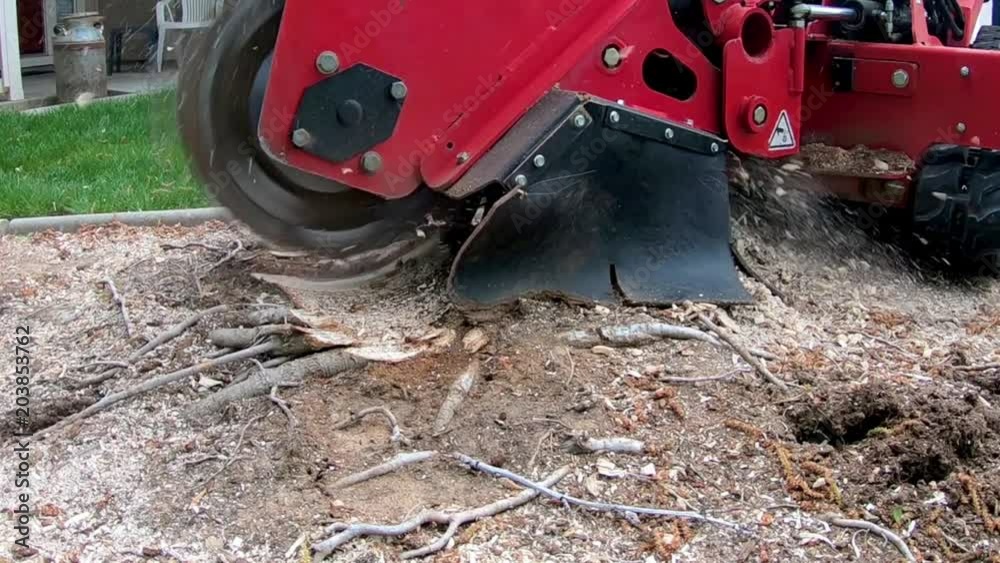 Chips fly as a stump grinder does its work in a yard