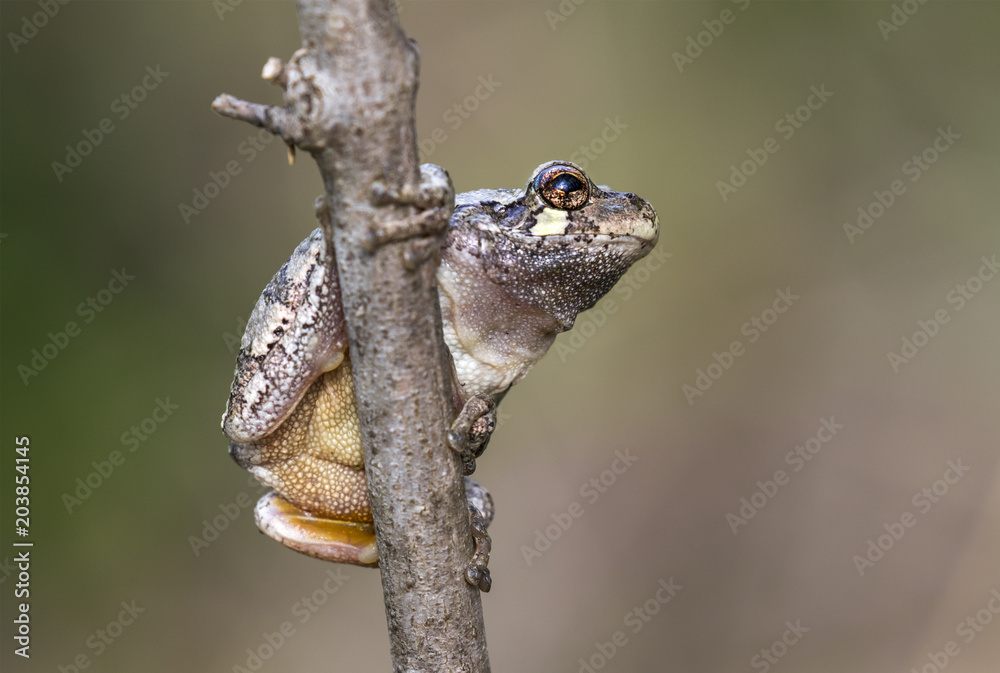 Gray treefrog (Hyla versicolor) on a tree branch, Iowa, USA. Gray treefrog (Hyla versicolor) on a tree branch, Iowa, USA.