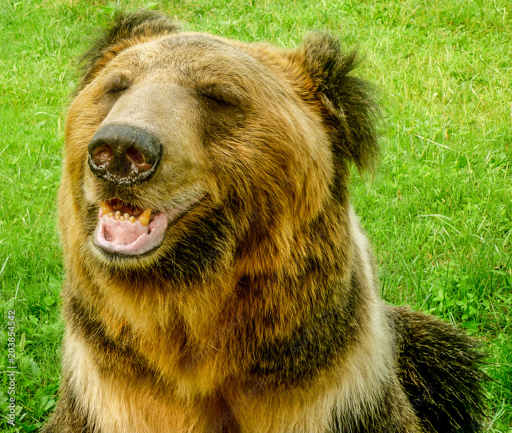A Brown Bear in the Animals Asia rescue centre near Chengdu, China A Brown Bear in the Animals Asia rescue centre near Chengdu, China