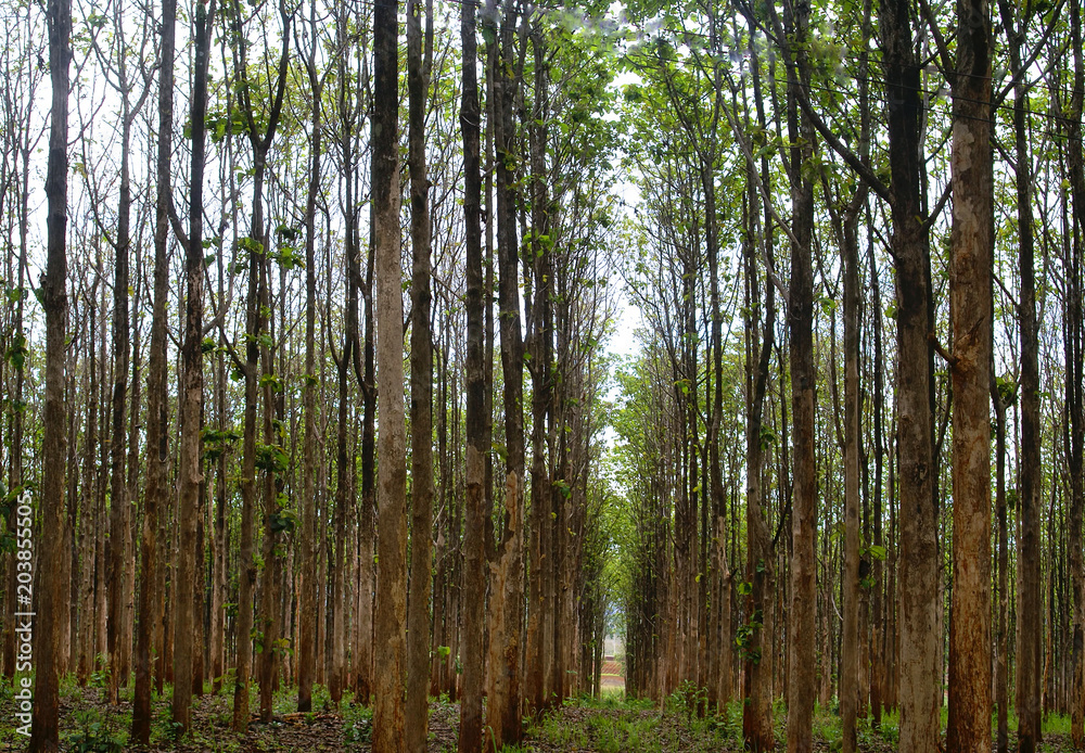 forest texture background forest texture background