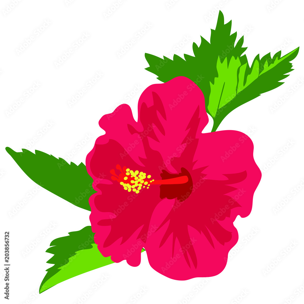 Fototapeta premium Vector illustration of a tropical red hibiscus flower with leaves isolated on white background